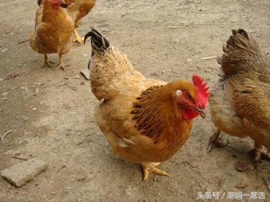 坐月子吃母鸡好还是吃公鸡好,坐月子吃鸡还是吃鸭好