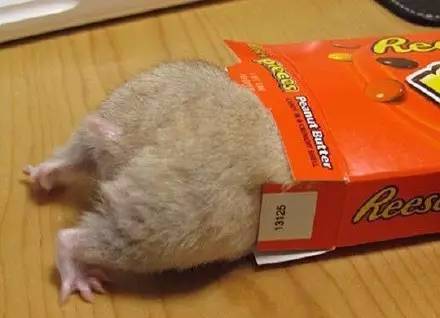 仓鼠前腿长了个大包怎么回事,仓鼠长了一个红色的疙瘩行动缓慢