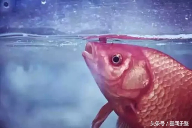 养鱼新手需要知道的一些事情,新手养鱼的10个忠告