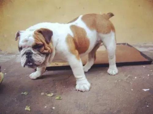 斗牛犬容易得哪些疾病,斗牛犬大小便是怎么回事