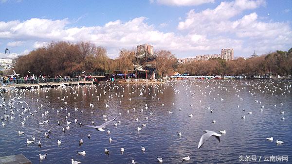 翠湖发展缺点,翠湖开发规划