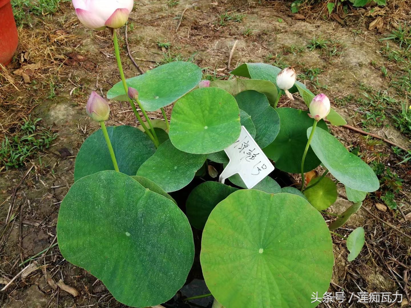 碗莲种植三大坑,碗莲种植记录和图片