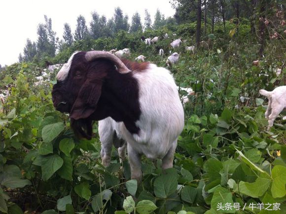 养羊买种羊来养还是买羔羊来养好,养羊技术及优质种羊母羊的选择