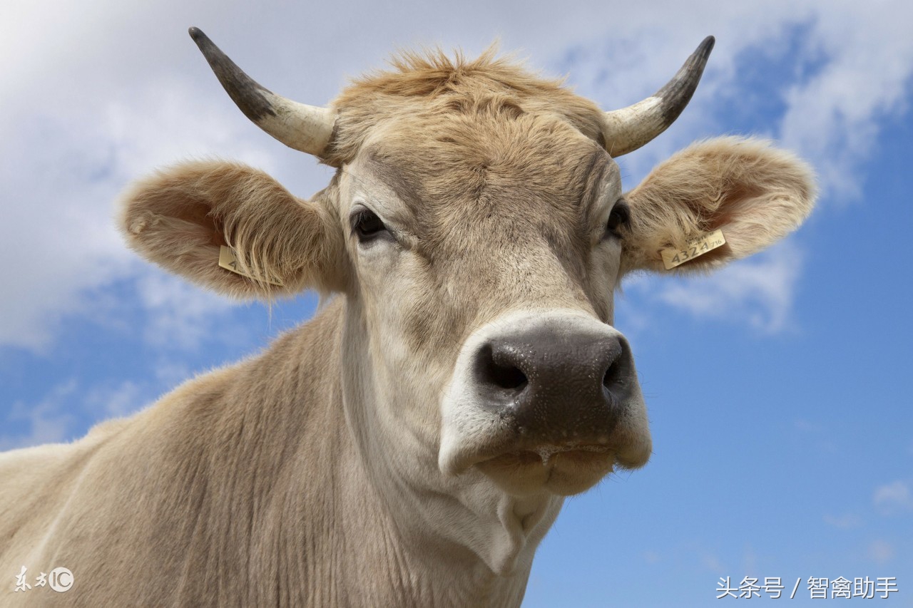 牛病100问,牛病问答29问