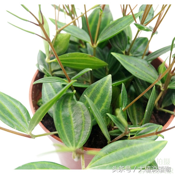 北方庭院背阴种什么最好,阳台背阴种什么好