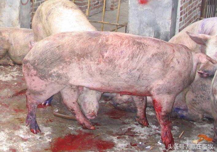 猪口蹄疫怎么治才能彻底好,老兽医教你一招