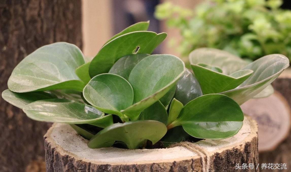 紫边碧玉开花需要剪掉吗,碧玉莲干枯的叶子能剪掉吗