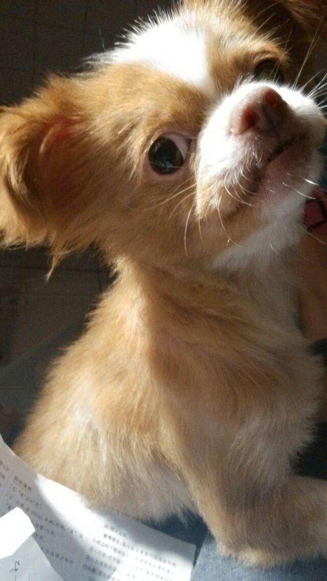 义乌市不允许养哪些狗,义乌养犬规定