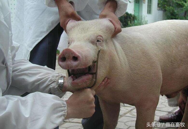 猪口蹄疫怎么治才能彻底好,老兽医教你一招