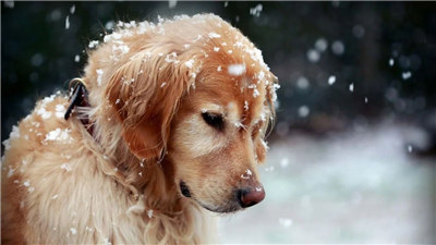 金毛犬如何训练小视频,金毛犬怎么训练泰迪