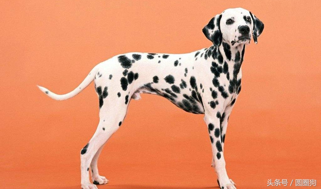 世界名犬中华田园犬,没斑点的大麦町犬是什么品种