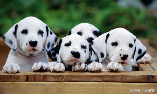 世界名犬中华田园犬,没斑点的大麦町犬是什么品种