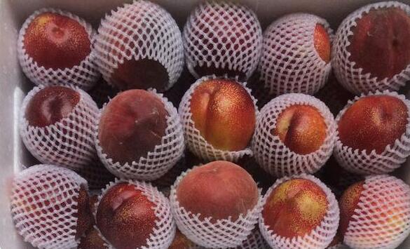 温室油桃,大棚油桃的简介