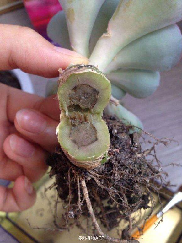 多肉生病了怎么治疗,多肉反复生病怎么治