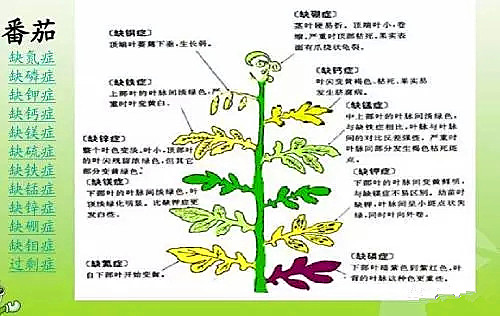vc可以调节土壤酸碱吗,调节土壤酸碱平衡的最佳方法