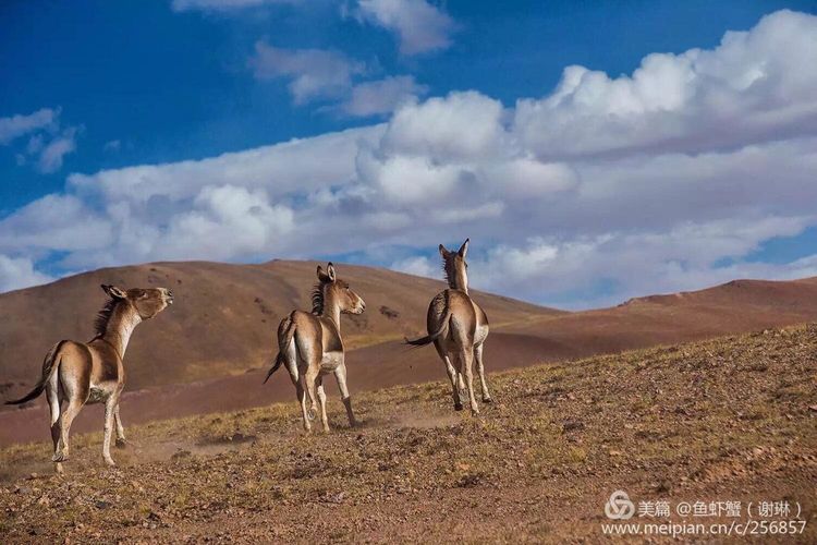 只要能去*藏西**,头痛高反什么的都不care
