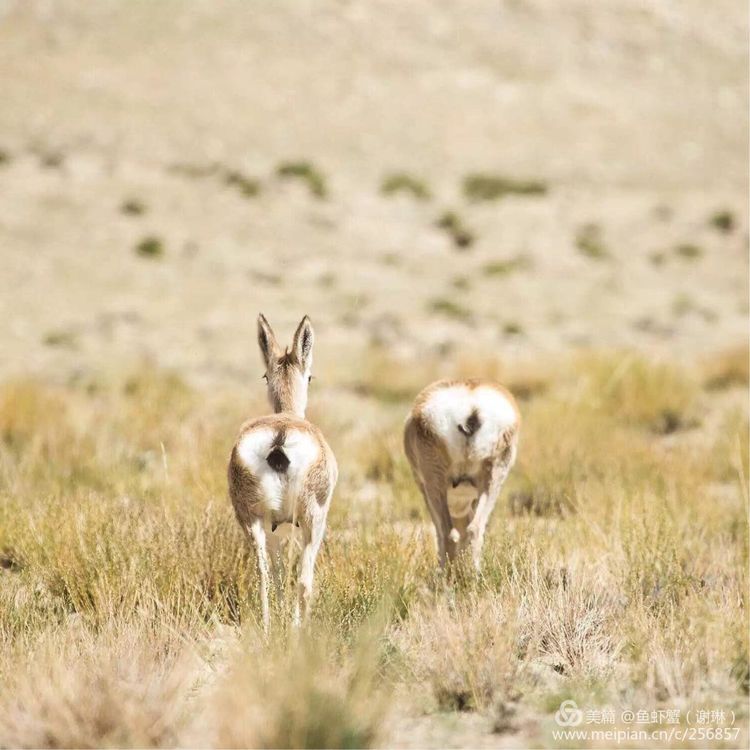 只要能去*藏西**,头痛高反什么的都不care
