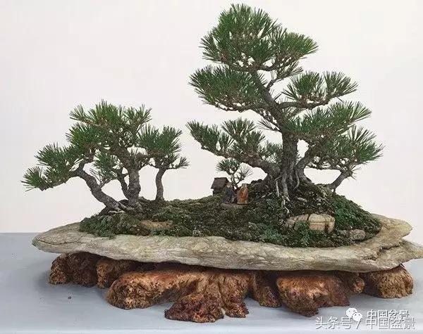 如何看待盆景的技法,盆景入坑的十大感受