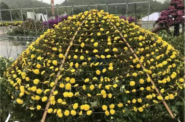 徜徉在“花的海洋”！观山湖公园金秋菊展明日启幕，10万盆菊花等你来