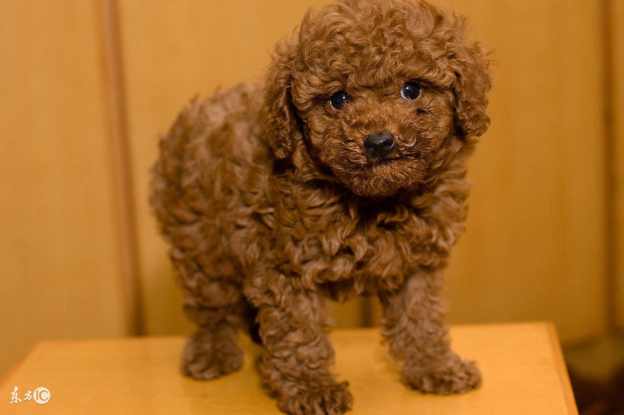 泰迪二三个月幼犬喂养注意事项,半个月大的泰迪幼犬怎么正确饲养