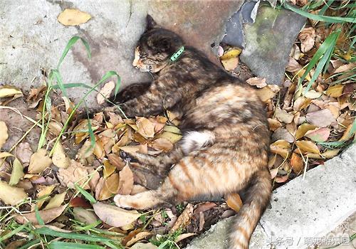 治猫腹水最快的偏方,猫炎症性腹水怎么治疗