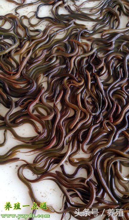 鳝鱼苗的饲养方法,鳝苗种植技术