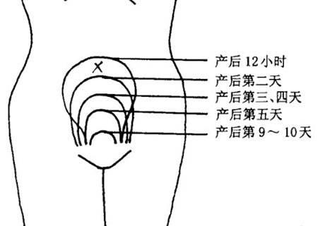 产后多少天子宫复原,产后如何加快子宫收缩