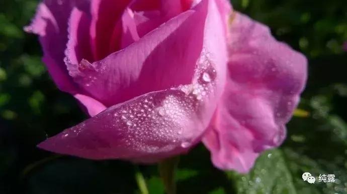 美白保湿补水玫瑰纯露,10万补水保湿玫瑰纯露