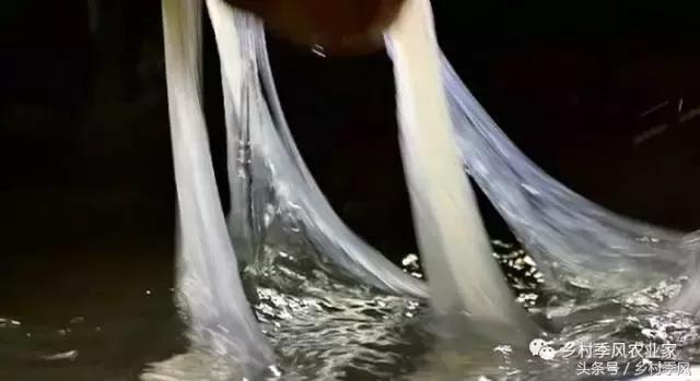 山东招远龙口粉丝的生产过程,山东龙口粉丝生产基地