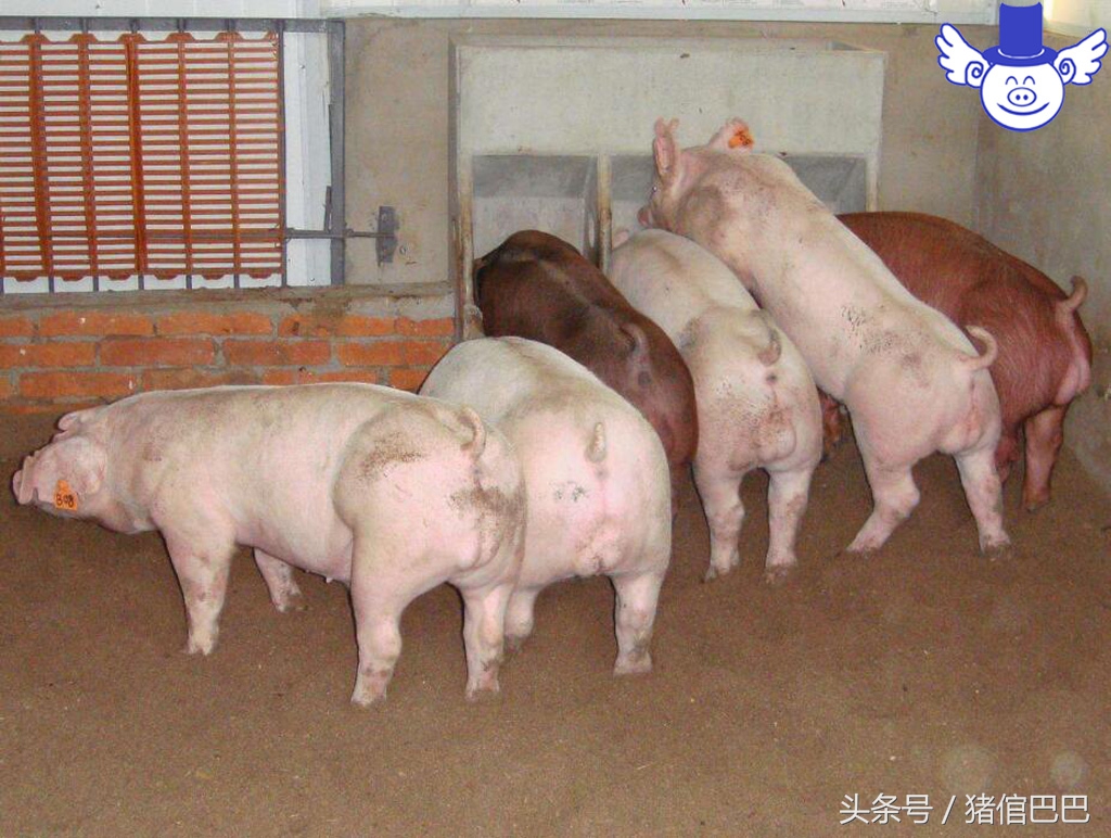 猪出现高烧不退死后全身发紫,猪喘气高烧不退拉硬屎