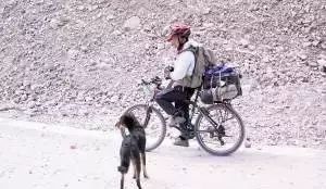 在路上突然被狗追咬是什么征兆,突然被狗追意味着什么