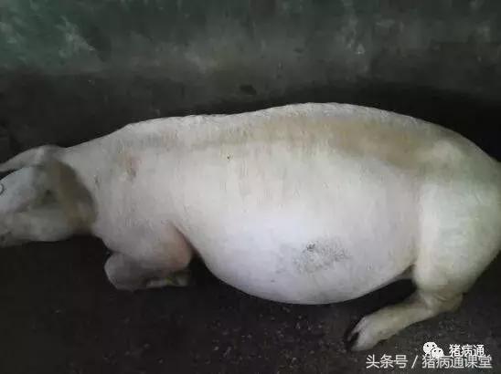 猪场林可霉素的作用与功效,林可霉素在猪场中的十大妙用