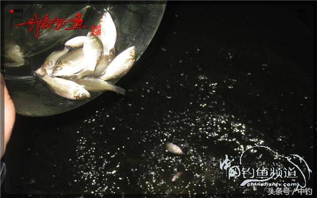 狂拉大板鲫的快乐,狂拉小鲫鱼钓鱼视频
