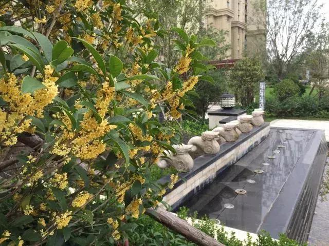 日照裕升华庭东沿街,日照裕升华庭二期怎么样