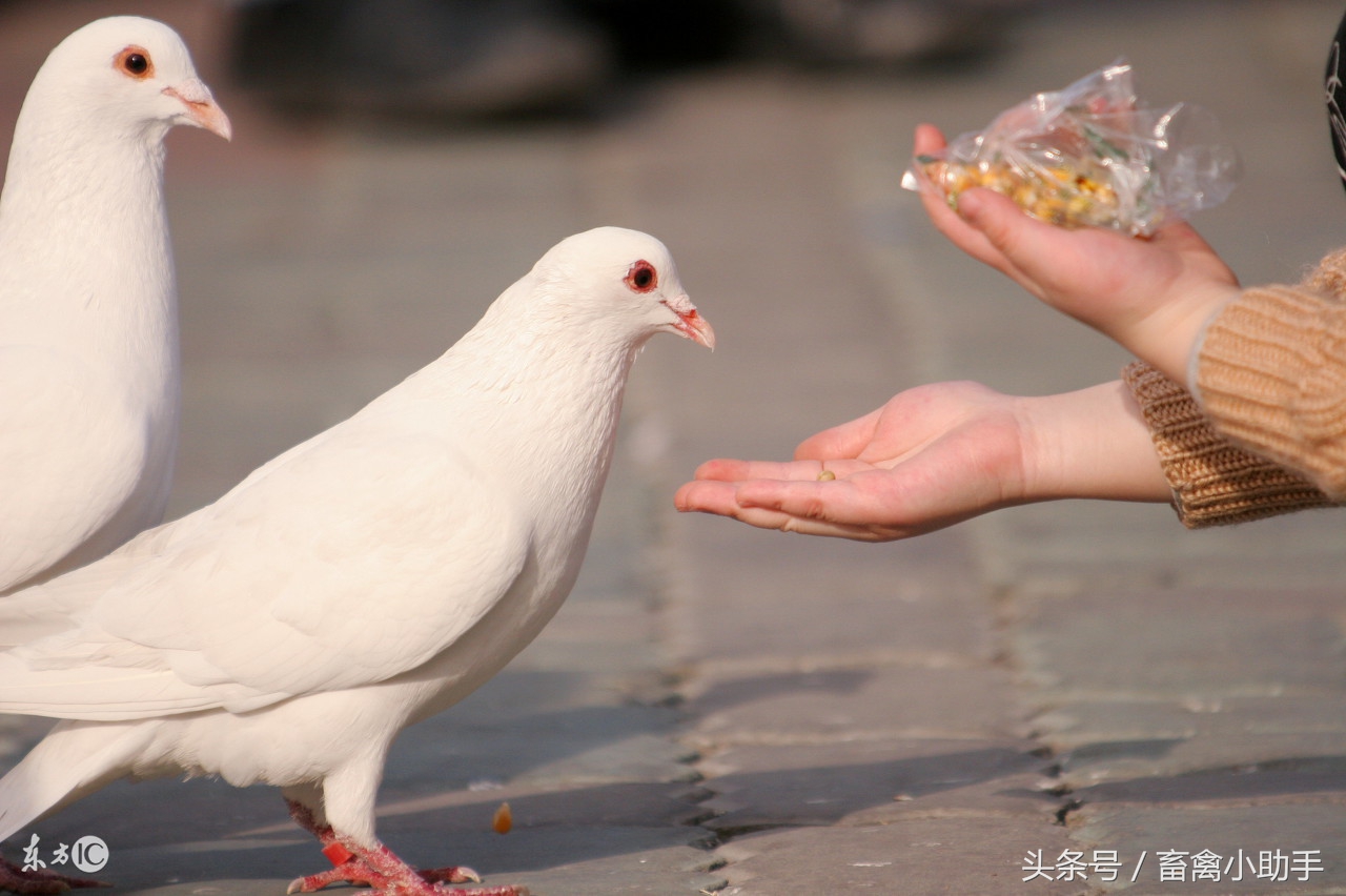 新鸽棚鸽子不进窝怎么办,鸽子炸棚不进窝了怎么办