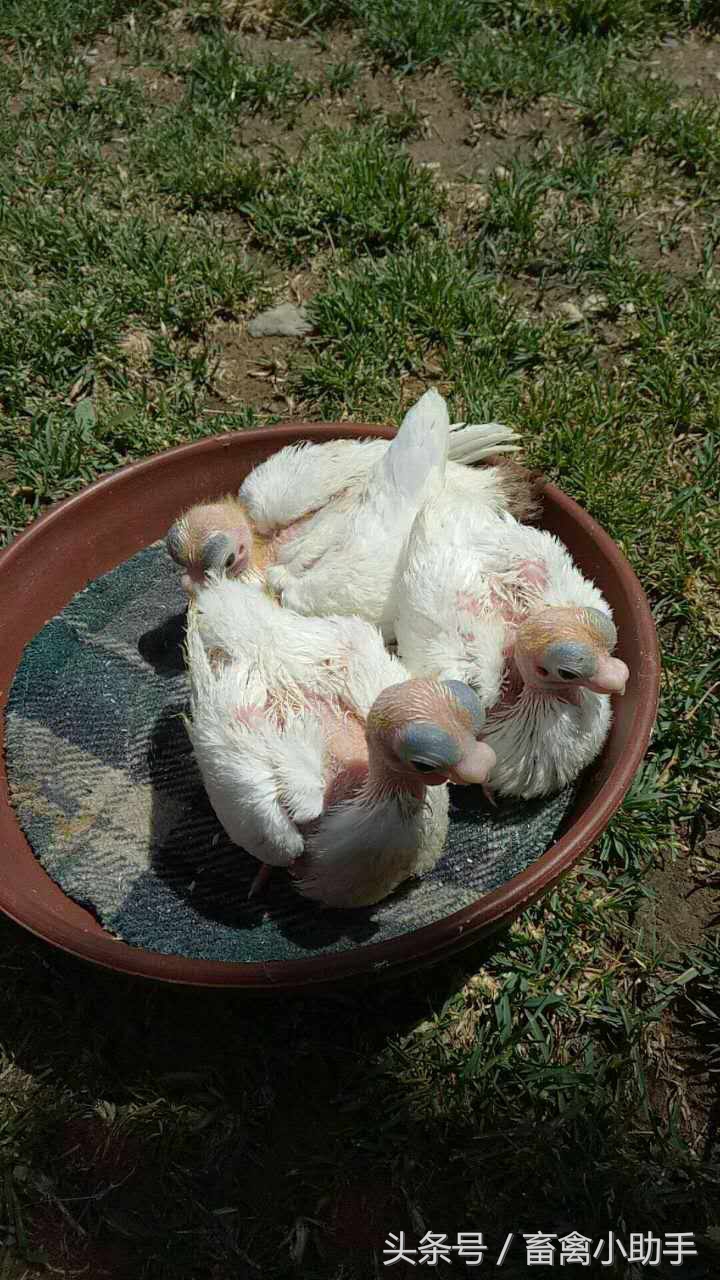 养好鸽子的前景如何,如何养好鸽子的正确方法