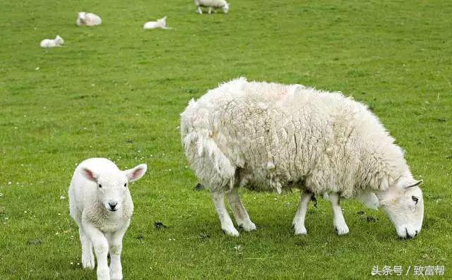 天冷了，怎么才能保护好刚出生的羔羊呢？