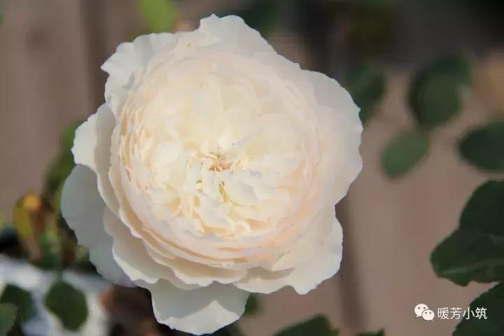 什么？你说欧月中还有日本月季？