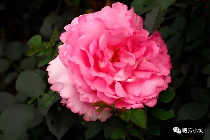 什么？你说欧月中还有日本月季？