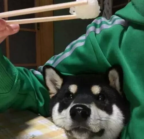 这只浑圆邪魅的黑色柴柴，这样的大饼脸，我一口可以吃两个！