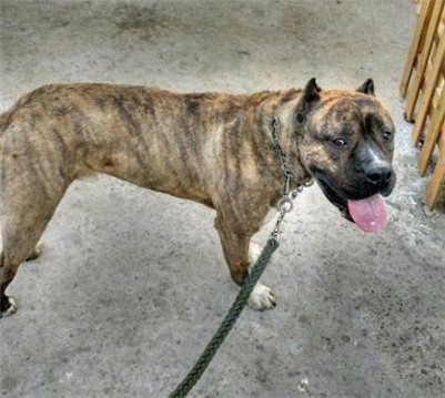 加纳利不看家是怎么回事,加纳利犬不裁耳能立起来吗