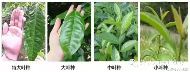 茶树与茶叶种类区别图解,茶树茶叶的基本知识