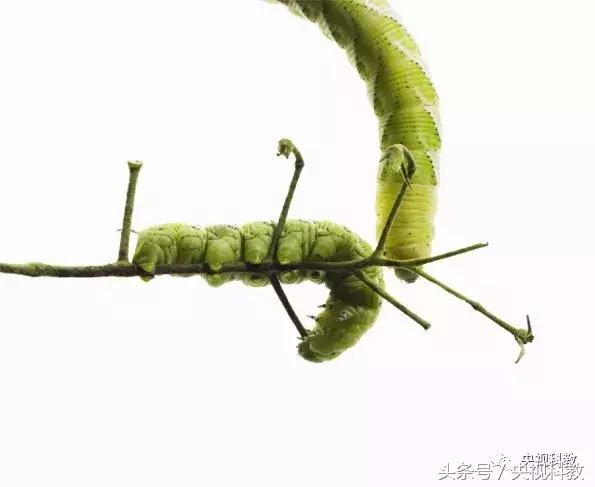 中国青少年科学总动员探秘宇宙,中国青少年总动员第十一场科学秀