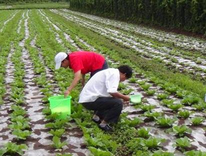 「红日商学院」石灰氮是什么？在农业上如何使用？