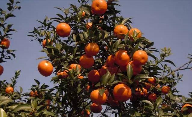 沙糖桔疫霉褐腐病怎样防治,砂糖橘炭疽病的防治