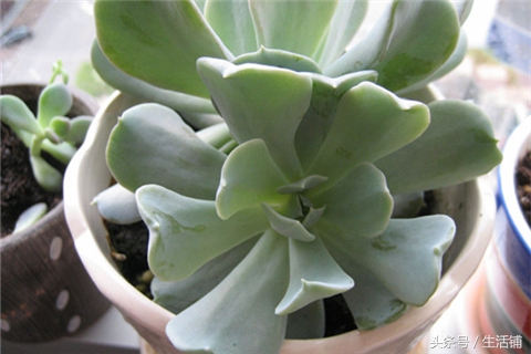 景天科1000种多肉植物图鉴,常见的景天科多肉植物的名称