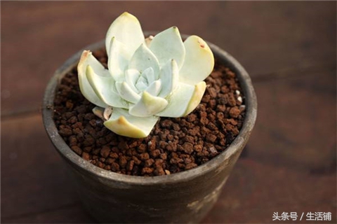 景天科1000种多肉植物图鉴,常见的景天科多肉植物的名称