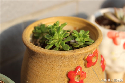 景天科1000种多肉植物图鉴,常见的景天科多肉植物的名称