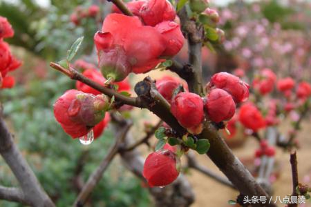 巾帼国医,巾帼英雄排行榜