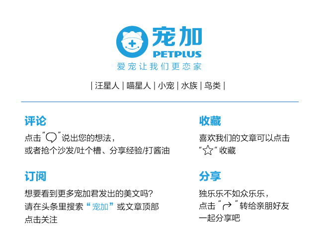 兔兔的身体语言,兔兔习性知识大全